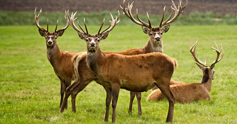 Read more about the article Biznes w Internecie polega na łowieniu jeleni?